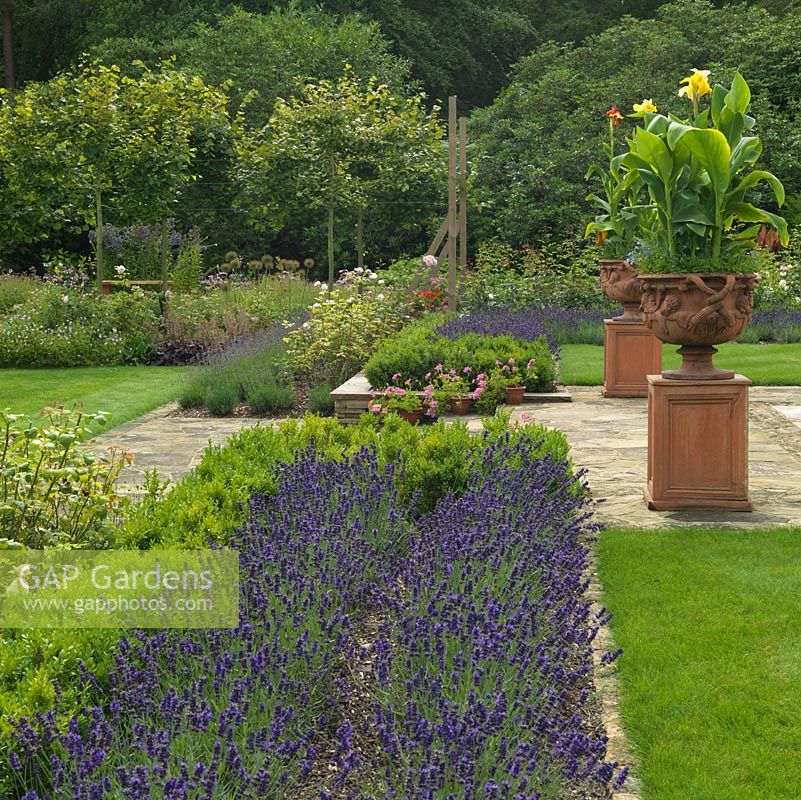 A view across a formal border of Lavandula angustifolia 'Munstead'. Large terracotta plant pots with dramatic Cannas.