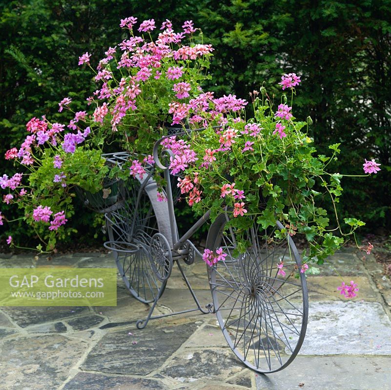 Bright pelargonium containers displayed on an old fashioned bicycle.