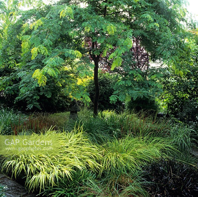 Japanese style garden. Gleditsia triacanthos Sunburst above ornamental grasses - Hakonechloa, carex, imperata, ophiopogon, miscanthus, molinia, pennisetum and stipa.