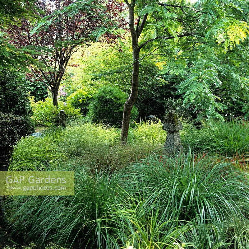 Japanese style garden. Gleditsia triacanthos 'Sunburst' above ornamental grasses - Hakonechloa, carex, imperata, ophiopogon, miscanthus, molinia, pennisetum and stipa.
