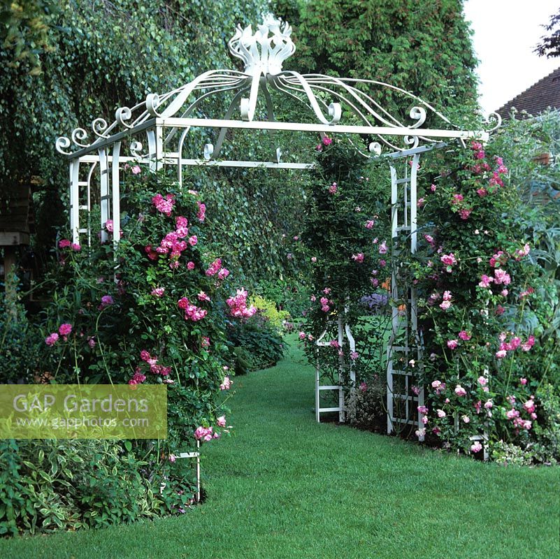 White, metal arbour has Rosa 'Alexandre Girault' trained up. 