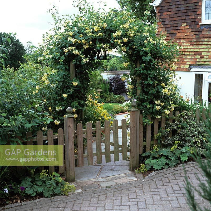 Lonicera periclymenum Graham Thomas, common honeysuckle, on arch above picket wooden gate leading to garden path edged in daylily and hypericum.