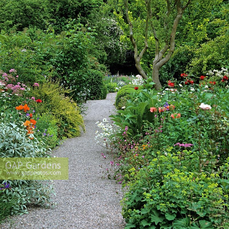 Gravel path passes beds of thalictrum, hardy geranium, alchemilla,  sweet rocket, oriental poppies - Allegro Vivace, Beauty of Livermere and Fornsett Summer.