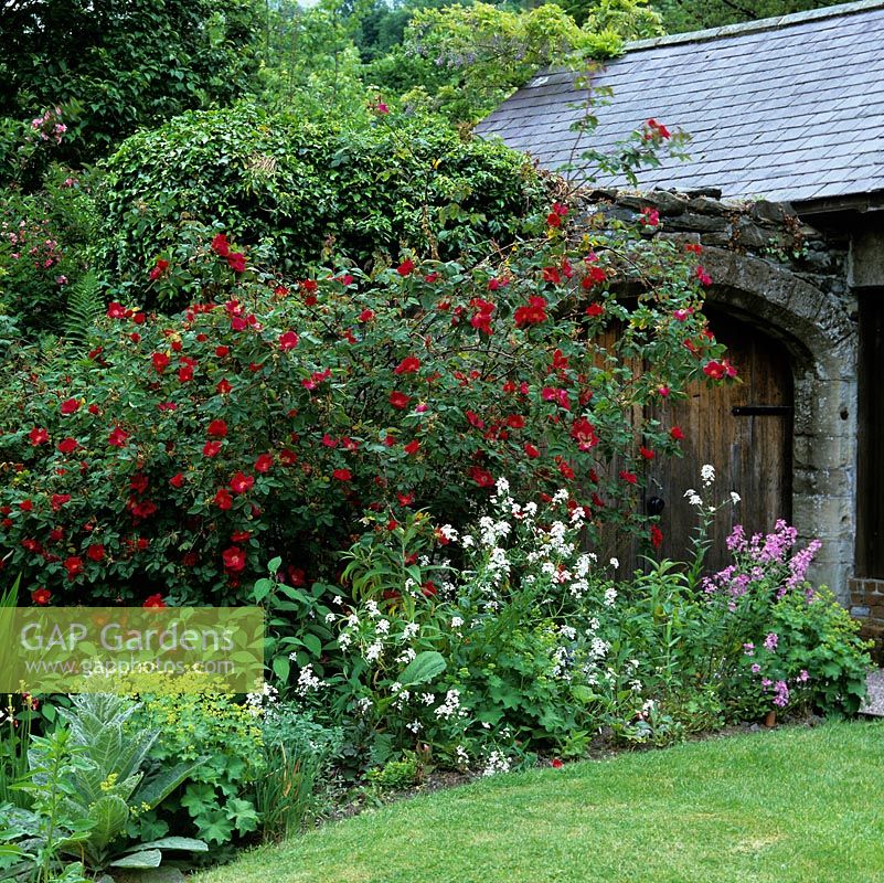 Rosa Redcoat, a modern floribunda rose, partly hides old oak door set into old stone wall.