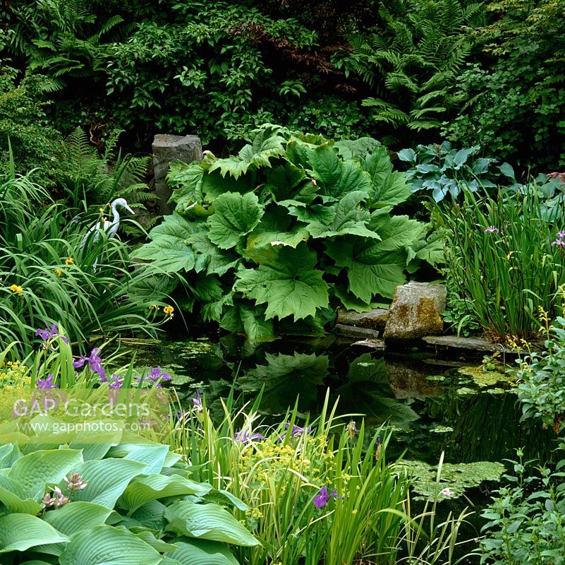 Gunnera manicata reflected into wildlife pond, edged in  hostas, ferns and irises - flag and Sibirica. Heron statue.