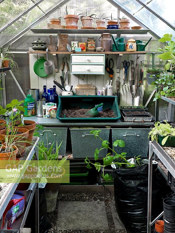 Greenhouse with potting area, shelves with trays and pots of young plants, a black bin liner with potato plant and young agaves.