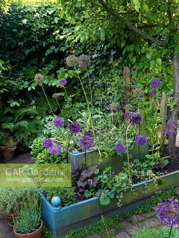 Raised beds of Allium 'Purple Sensation', white lace flower and herbs. Behind, ivy screen and big-leaved Fatsia japonica. Pots of thyme and lavender. 30m x 8m town back garden. 