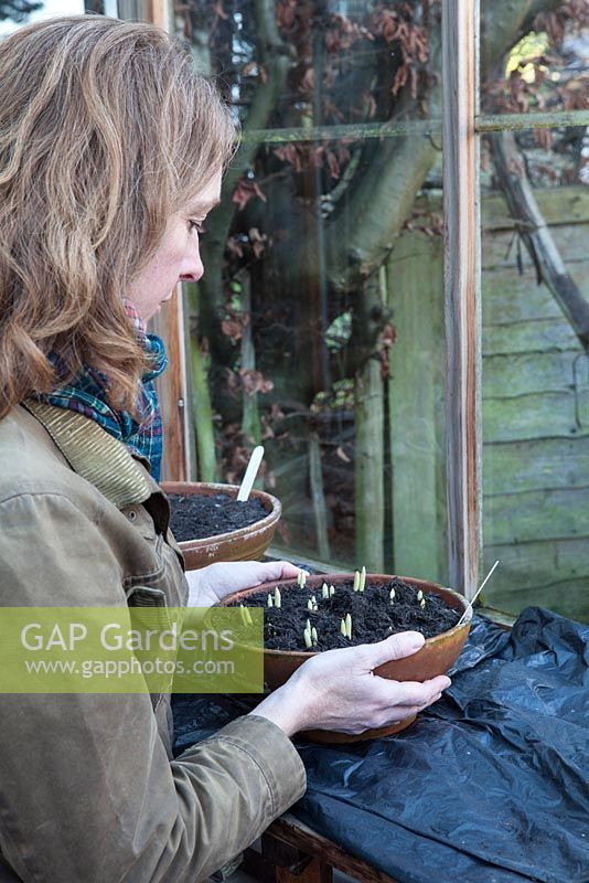 Woman placing potted crocus bulbs onto bench in cold greenhouse