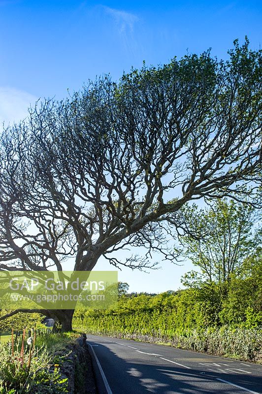 Quercus - Windswept Oak over Road - Gower Wales - May