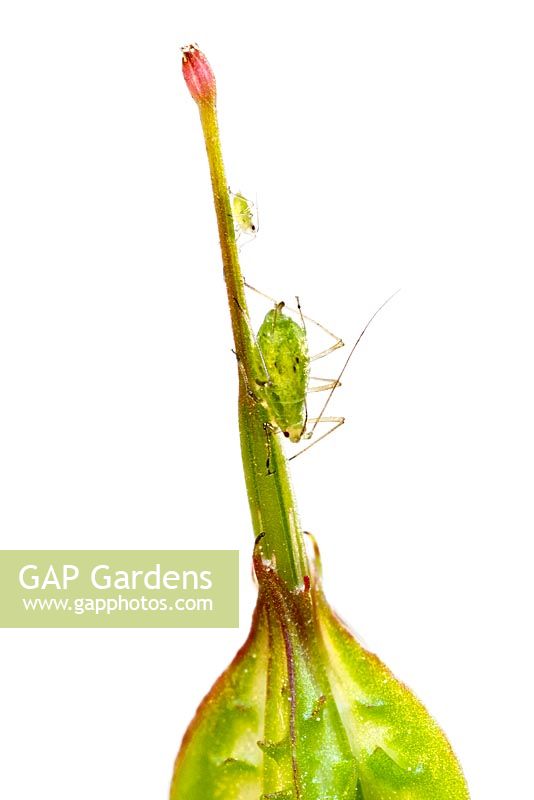 Geranium lucidum - Greenfly on beak of fruit pod
