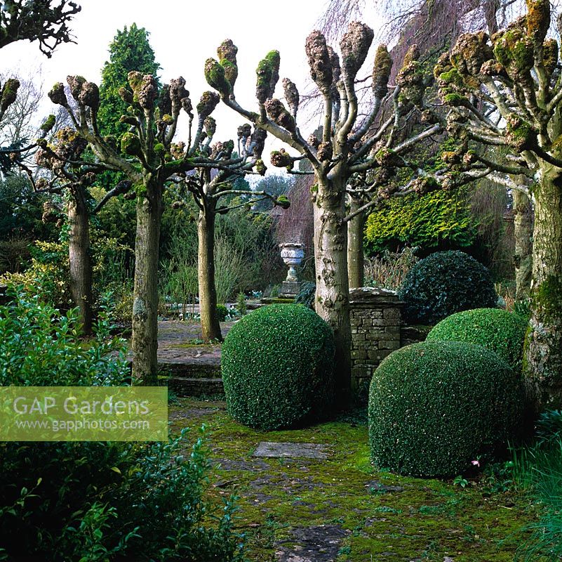 Topiary balls vie with avenue of pollarded limes, framing view of urn in walled garden beyond. 