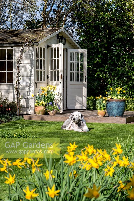A wooden summerhouse and deck with containers of Narcissus and Liriope muscari. An old english sheep dog, basks on the sunny lawn.