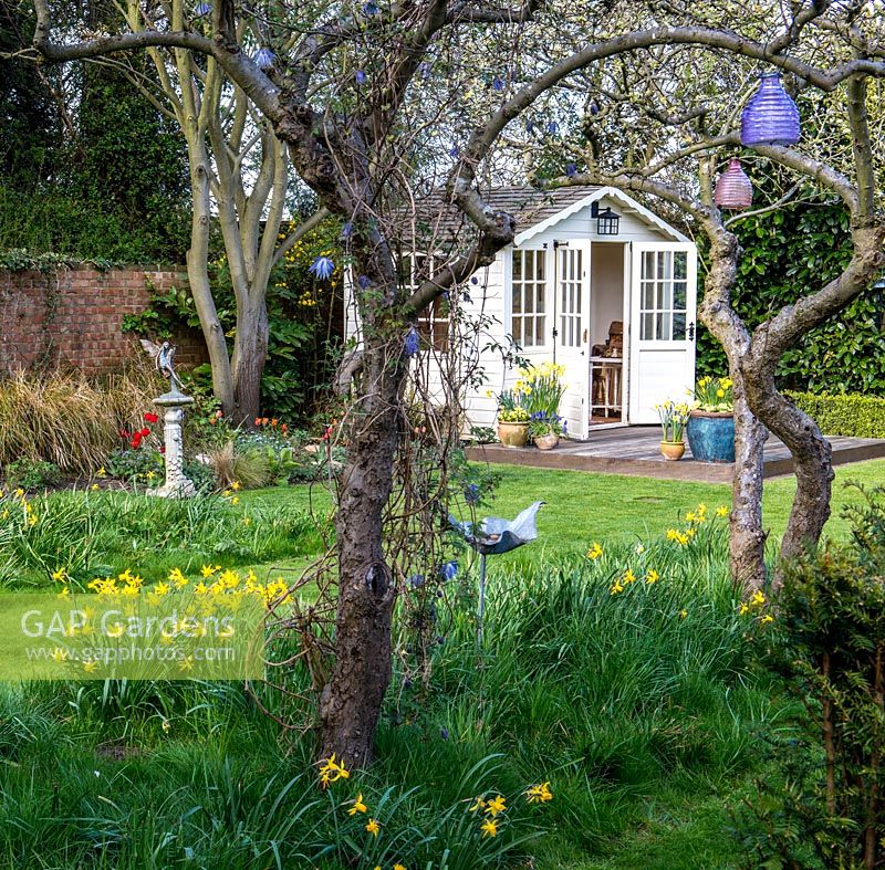 Pretty summerhouse in sunny corner, with deck for sitting out in warmer weather. In the foreground, old apple trees with Clematis macropetala underplanted with naturalised Narcissi.