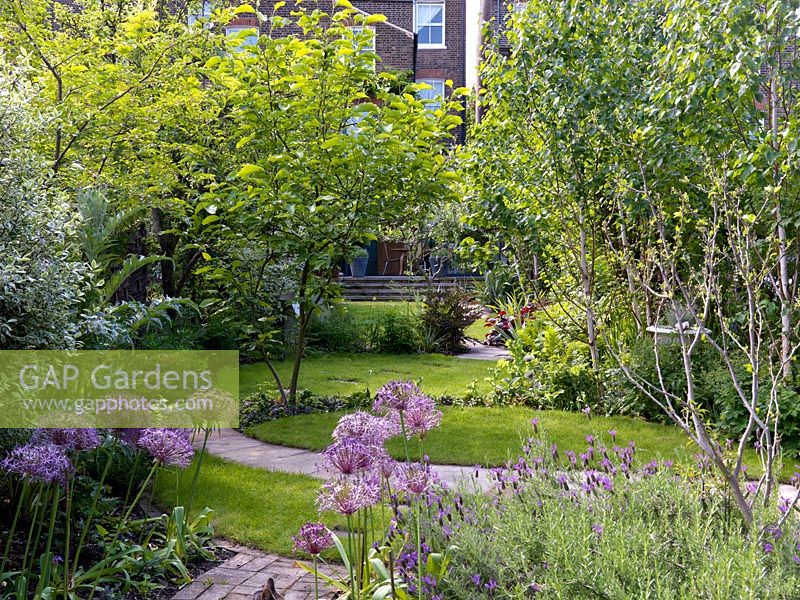 View over allium and lavender to terrace. Path cuts through lawn, winding past trees - magnolia, olive, birch, sumach. Steps with pots of herbs and lavender.