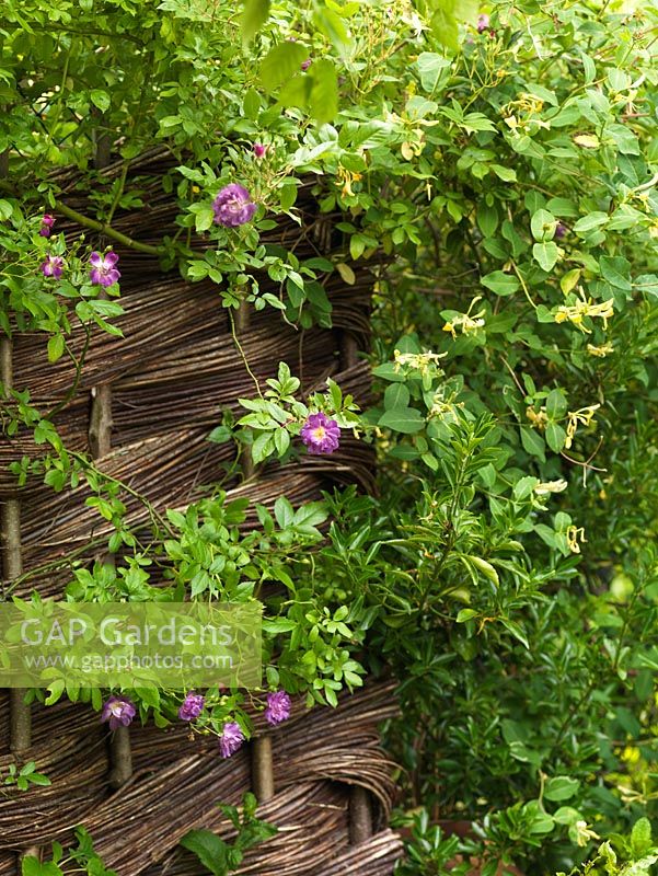 Honeysuckle and Rosa Veilchenblau intermingle on a woven willow panel.