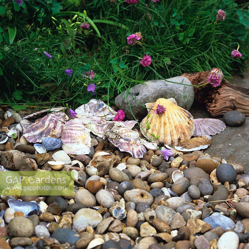 Shells and pebbles found by children when beachcombing by seaside adds interest in gravel garden.
