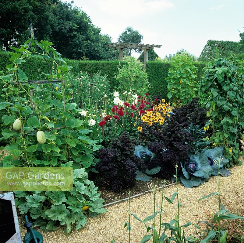 Kitchen Garden. Mixed planting of Dahlias 'Orfeo', 'T. Edison', 'Boogie Woogie', 'Cafe au Lait' and sweet peas. Cabbage, runner beans, courgettes and gourds. Purple kale 'Red Bor'.