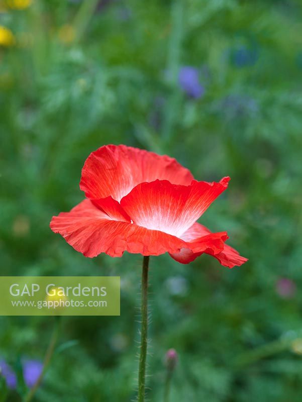Papaver rhoeas 'Shirley Series', an annual poppy that comes in shades of yellow, pink, orange or sometimes red. 
