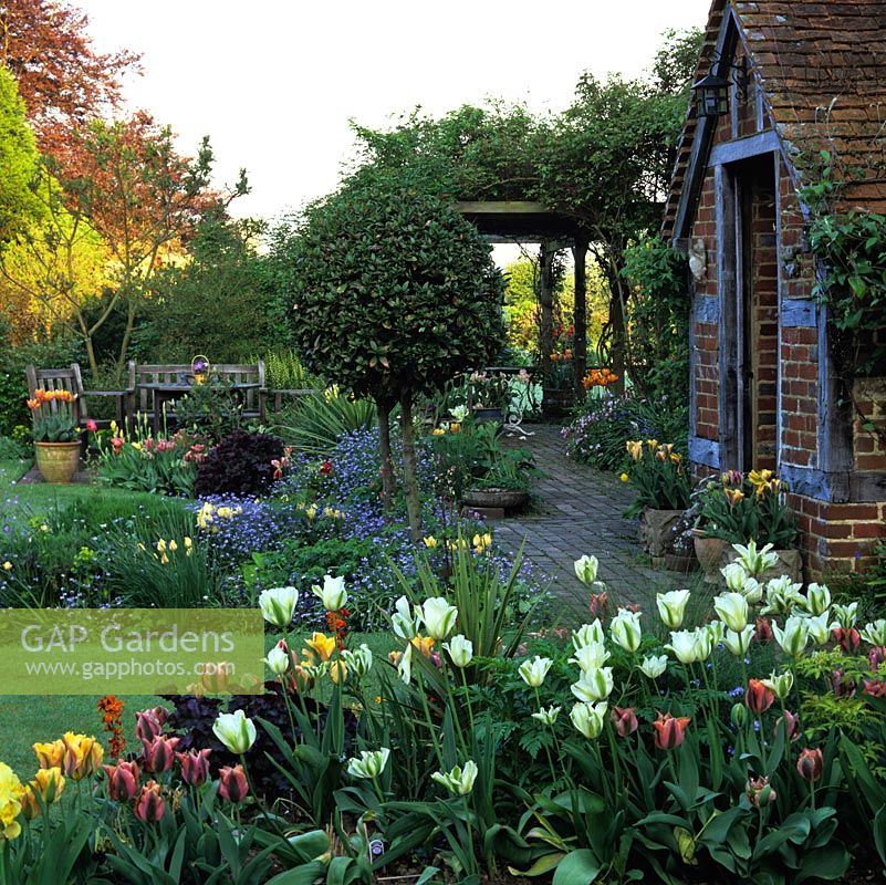 Bed of Tulipa 'Spring Green' and 'Artist', clipped bay by porch of cottage. Pots of Tulipa 'Golden Artist'. Pergola over brick terrace