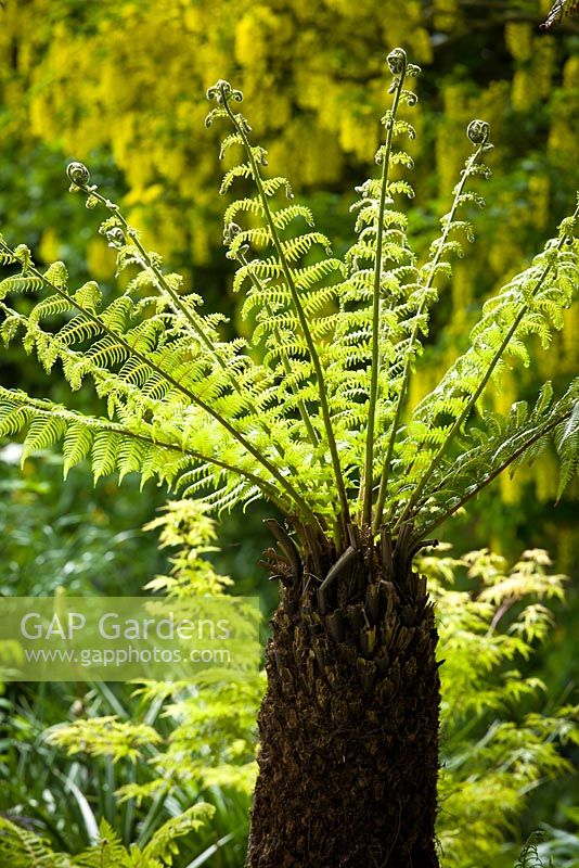 Dicksonia antarctica - Tree fern fronds unfurling in late spring. 