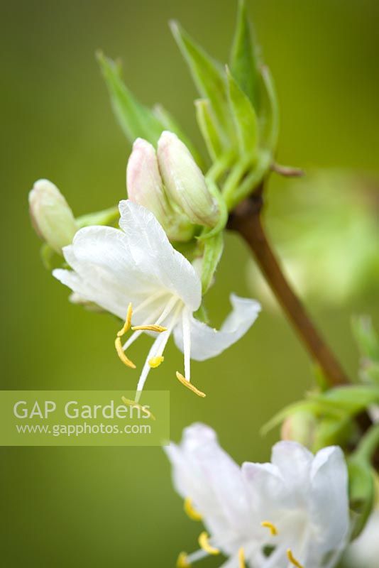 Lonicera fragrantissima. Winter flowering honeysuckle