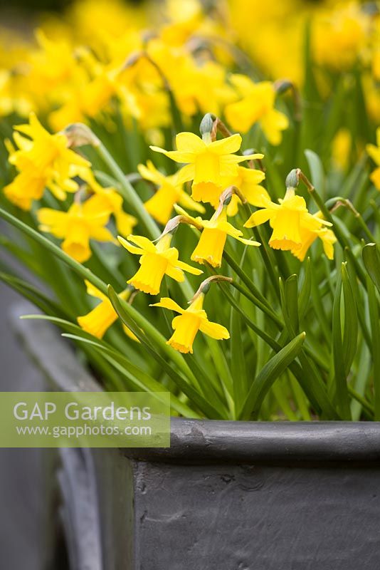 Narcissus 'Tete-a-Tete' in a lead container on the West Terrace in spring