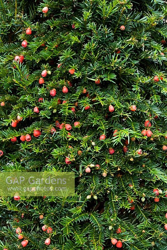 Taxus baccata - Yew with berries 