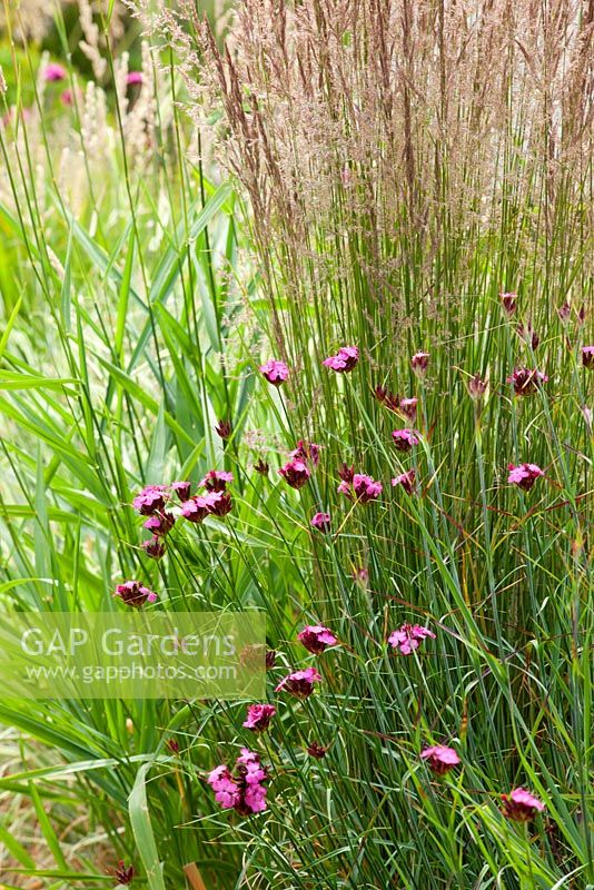 Dianthus carthusianorum amongst grasses. Carthusian Pink