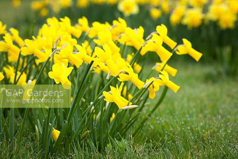 Narcissus 'Peeping Tom' planted in grass in the Wild Flower Meadow