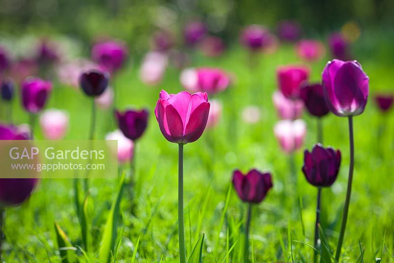Tulipa 'Atilla', 'Bleu Aimable', 'Gabriella', 'Negritta', 'Queen of Night' and 'Recreado' growing in grass