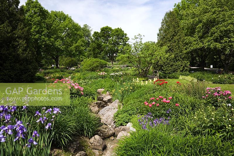 Flowery brook garden with mauve Iridaceae - Iris and Paeonia flowers in late spring, Montreal Botanical Garden, Quebec, Canada