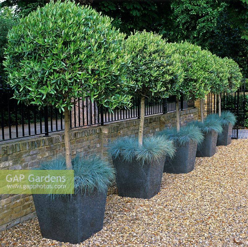 Olive trees underplanted with Festuca glauca 