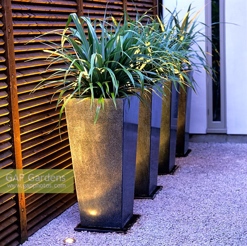 Astelia chathamica in four tall pots transforming a dull side alley 

