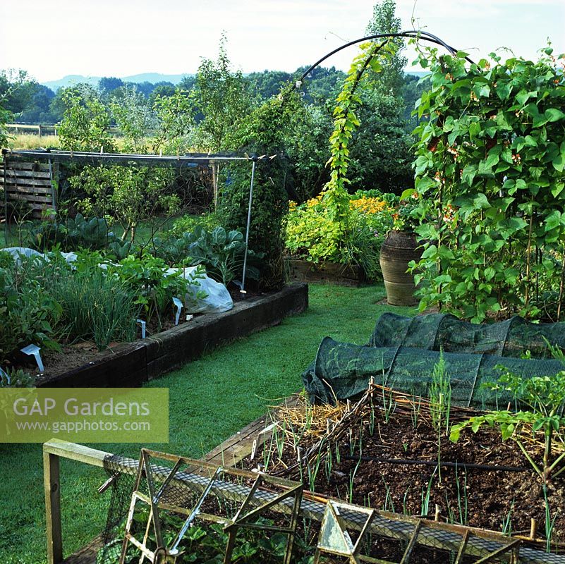 Against backdrop of Sussex downs, vegetable garden of raised beds of onions, leeks, broad beans, runner beans on canes.