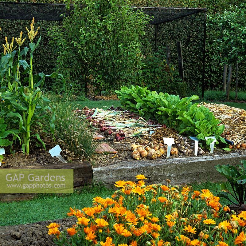 Calendula officinalis and a raised bed of onions - picked and drying next to rows of spinach, chives and sweet corn.