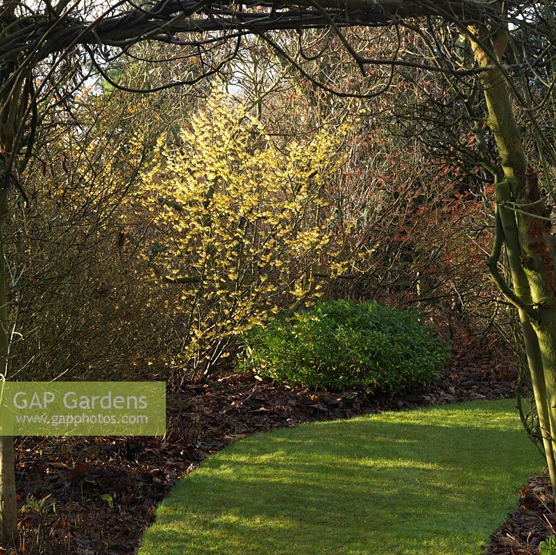 National Collection of witch hazels. Hamamelis x intermedia Arnold Promise, seen beneath a wisteria arch.