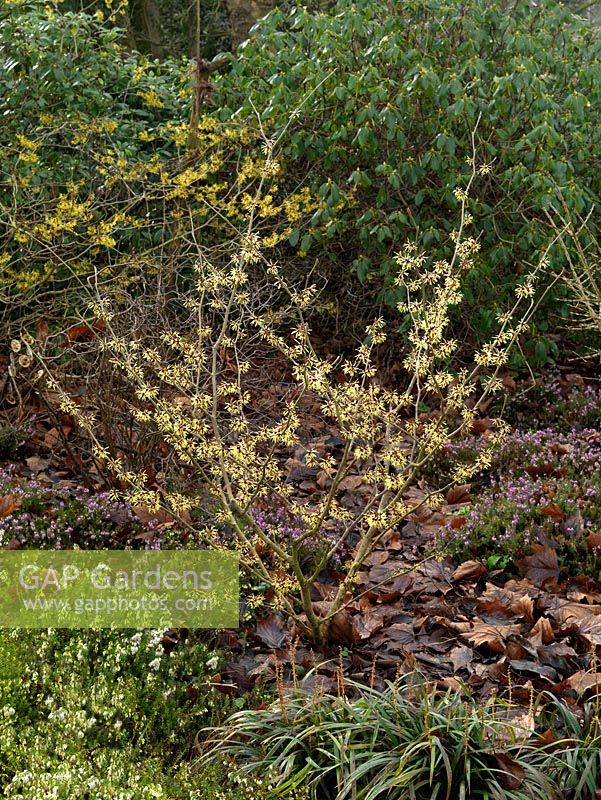 Hamamelis x intermedia Swallowhayes has fragrant light yellow flowers with crinkled, crimped petals. National Collection of witch hazels. 
