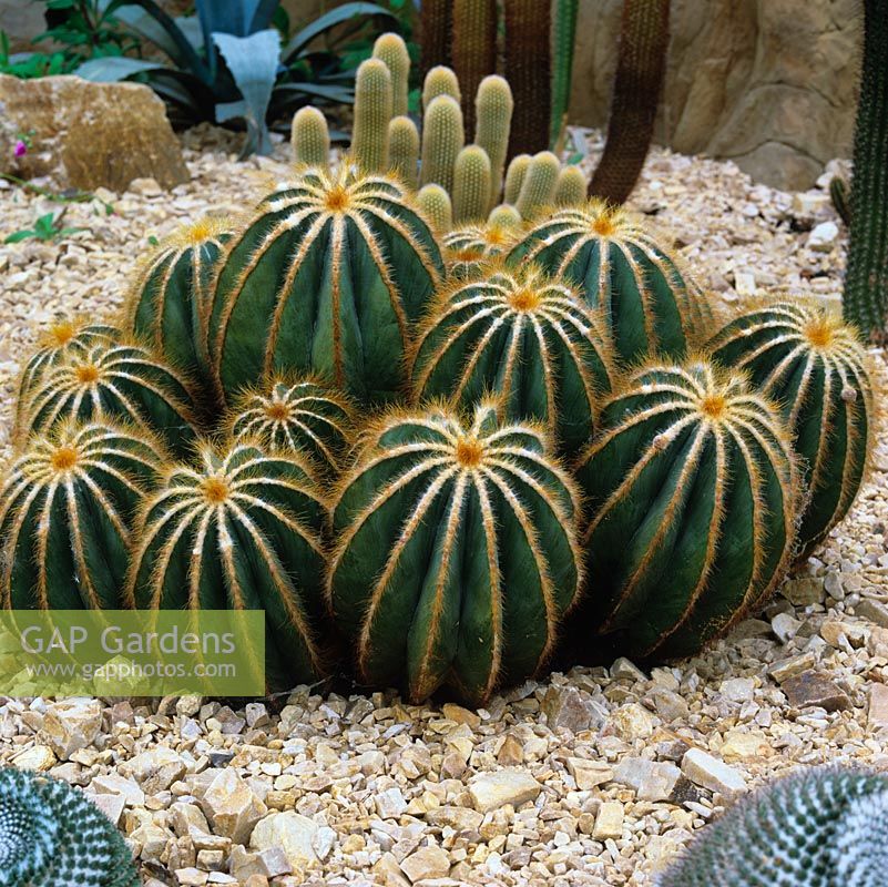 Parodia magnifica, cactus. RHS Wisley Glasshouse houses 5000 tender and half hardy plants in  arid, temperate or tropical zones. 