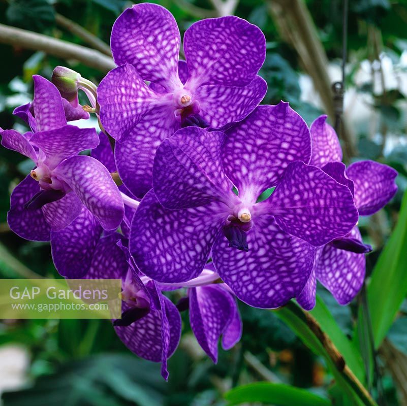 Vanda sansai - tropical blue orchid, a native of India and Burma. RHS Wisley Glasshouse houses 5000 tender and half hardy plants in  arid, temperate or tropical zones. 