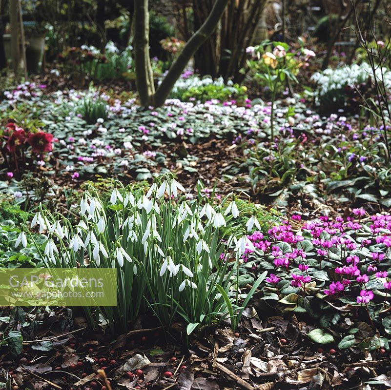 In winter, the woodland garden is bare save for clumps of Galanthus elwesii 'David Shackleton' snowdrops, winter aconites, Cyclamen coum and hellebores.