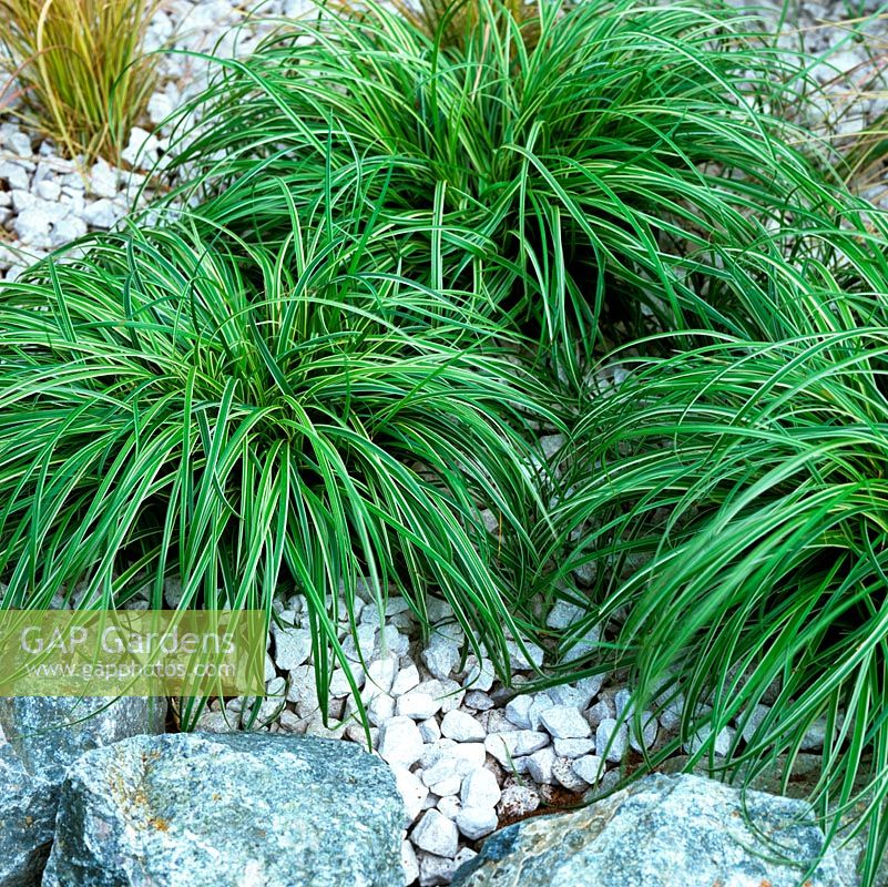 Carex elata 'Silver Spurs', ornamental grass, a deciduous perennial. Grown in rocks and pebbles.