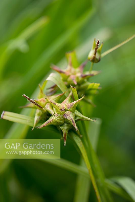 Carex grayii, ornamental grass