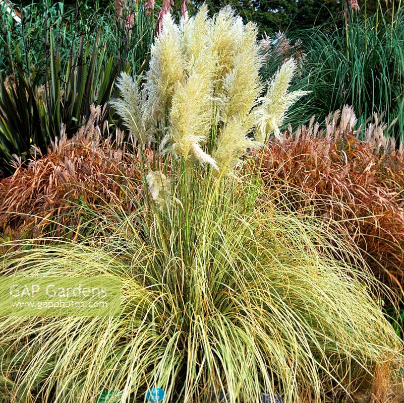 Cortaderia selloana 'Albolineata', pampas grass, tussock grass, clump-forming, evergreen perennial grass with silvery white plumes, in autumn.