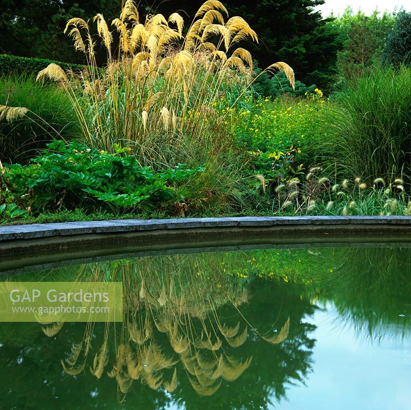 Dragon Garden. Central pool reflects Cortaderia richardii - pampas grass, Helianthus 'Yellow Queen' and Pennisetum villosum.