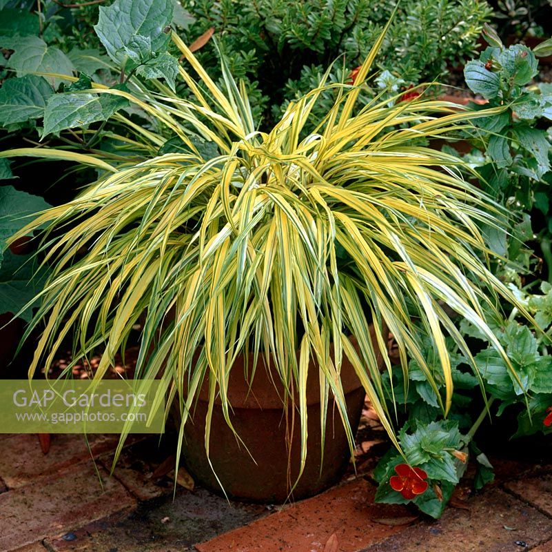Ornamental grass Hakonechloa macra 'Aureola', a herbaceous rhizomatous grass with purple stems and green-striped yellow leaves aging to rusty brown.