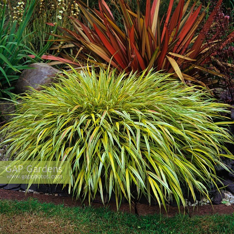 Hakonechloa macra 'Alboaurea', a deciduous, clump forming, perennial grass forming mounds of arching, golden leaves.