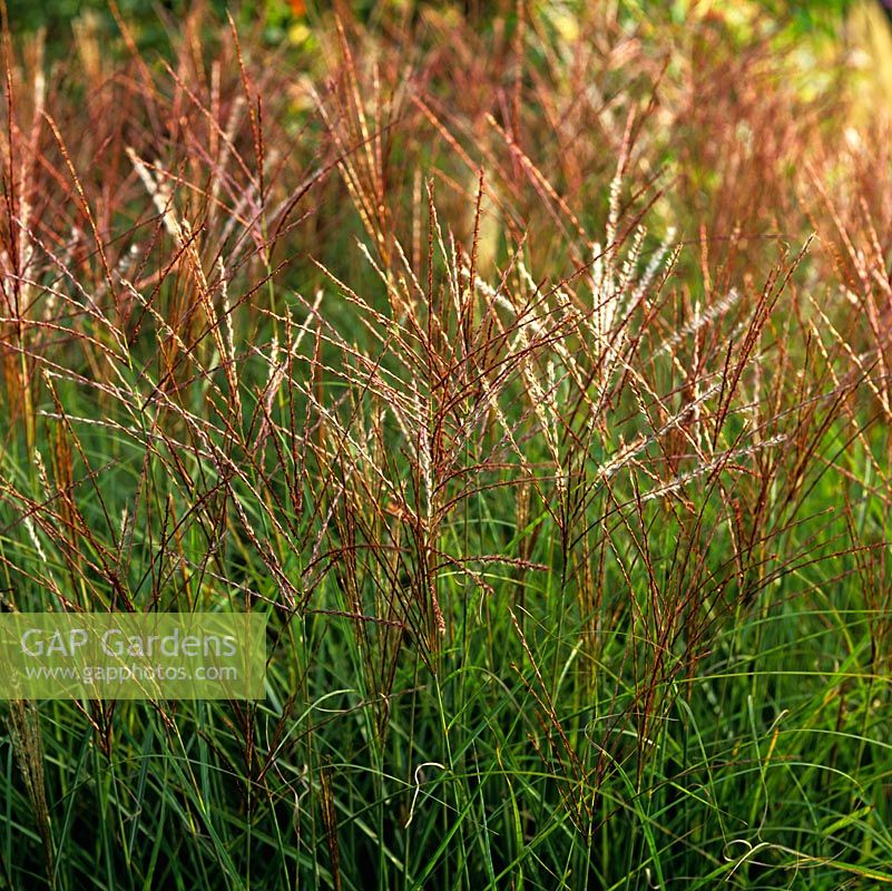 Miscanthus sinensis 'Silberspinne', with buff panicles in autumn.