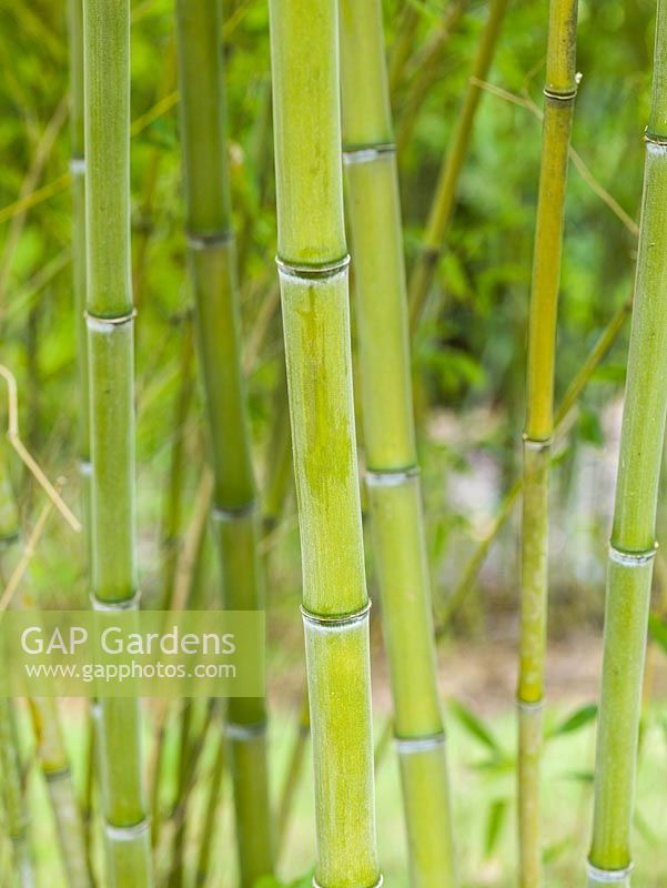 Phyllostachys bambusoides - Giant Timber Bamboo, which can grow as tall as 7 metres.