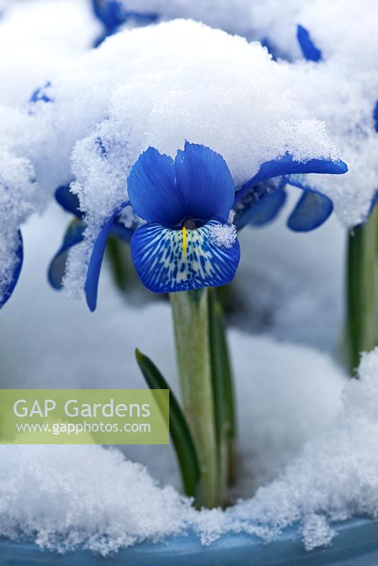 Iris histrioides 'Lady Beatrix Stanley' growing in a container and covered with snow