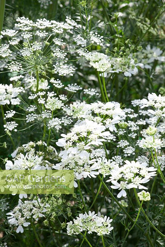 Ammi majus - Bishop's flower - with Orlaya grandiflora - White lace flower